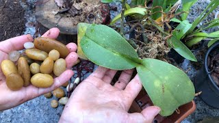 COMO REPLANTAR orquídea PHALAENOPSIS no VASO Veja o MELHOR SUBSTRATO e como REGAR CORRETAMENTE [upl. by Kcirdehs]