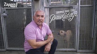 Cesar Millan How to Pick the Best Shelter Pet for You  Zapposcom [upl. by Arvin]