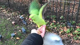 Feeding birds in London Indian Ringneck Parakeets [upl. by Olwena131]