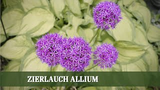 Allium Zierlauch  Ansprüche Sorten und Pflege [upl. by Eema]