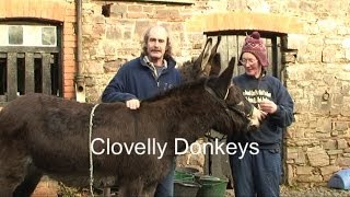 Clovelly Donkeys  North Devon [upl. by Eilyah940]