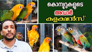 വമ്പൻ വിലക്കുറവിൽ കോന്യൂർ ബേർഡ്സ്  Best Offer for Conure Birds  Sun Conure  Jandaya Conure [upl. by Mines]