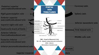 Portal vein Tributaries liveranatomy neetpg surgicaleducation anatomydrawing education [upl. by Ranee407]