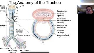 The Trachea [upl. by Otreblasiul]