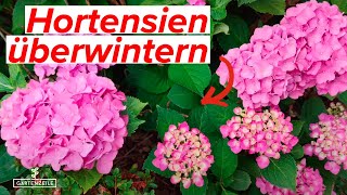 Hortensien überwintern  So blühen sie auch im nächsten Jahr Diese Fehler unbedingt vermeiden [upl. by Aysa]