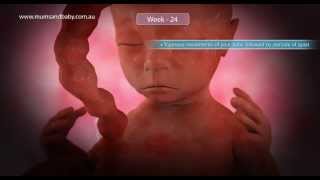 Pregnancy Week 24 wwwmumsandbabycom [upl. by Heman]