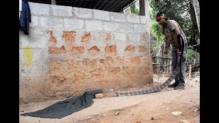 King cobra and spectacled cobra rescue operation  Thirthahalli Shimoga district KA [upl. by Halueb]