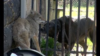 Dog Confronts Cornered Coyote [upl. by Agosto]