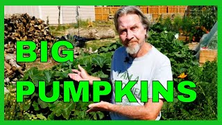 How to Prune Pumpkins for BIGGER Fruit [upl. by Kassandra]