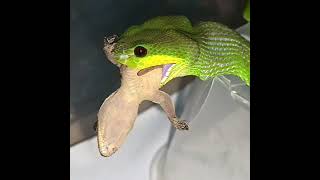 Trimeresurus insularis Snake Popping Out the Venomous Blade [upl. by Marven839]