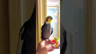 Adorable Cockatiels Cute Singing Moments 😍 cockatielscraze [upl. by Feilak]