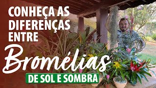 CONHEÇA as DIFERENÇAS ENTRE BROMÉLIAS DE SOMBRA E SOL [upl. by Laspisa]