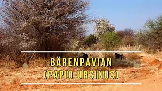 Namibia  Bärenpavian Papio ursinus [upl. by Siwel]