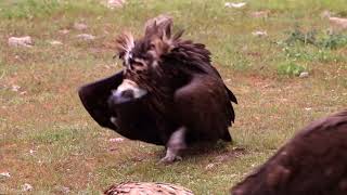 Eurasian Black Vulture Aegypius monachus aggresive walk [upl. by Nadnal17]