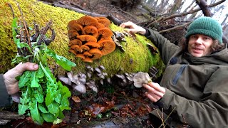 Diese Pilze Kräuter und Wurzeln kann man jetzt im Winter sammeln [upl. by Aylward]