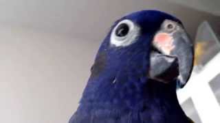 Blue Headed Pionus Cosmo says Hello [upl. by Nawk]