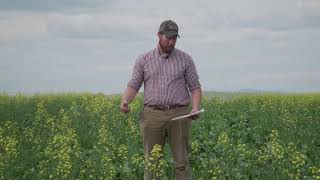 2020 Spring Canola Variety Trials [upl. by Yssep466]