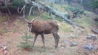 20241030 mort du cerf blessé au sabot [upl. by Hajidak]