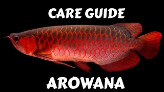 AROWANA CARE GUIDE [upl. by Peace]