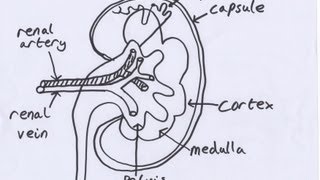 The Kidneys [upl. by Imar346]