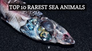 Top 10 Rarest Sea Animals in the World [upl. by Scheider498]