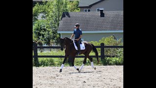 2020 Hanoverian gelding \ Hongre Hanovrien 2020  SPRING [upl. by Acinej]