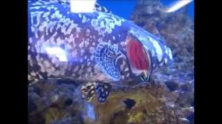 Brave Cleaner Wrasse Cleans Grouper [upl. by Aromas343]