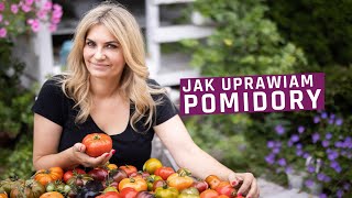 Uprawa pomidorów Zaraza ziemniaczana pomidory w szklarni w tunelu jak prowadzić na jeden pęd [upl. by Lielos984]