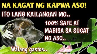 PINAKAMABISANG GAMOT SA SUGAT NG ASO  NA KAGAT NG KAPWA ASO O NA HIWA  WALANG GASTOS [upl. by Tooley]