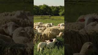 Three Fascinating Facts About Sheep [upl. by Ecirtael]