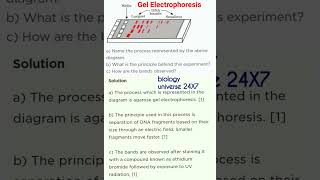 biology  Gel ElectrophoresisClass 12 Biology [upl. by Hasty620]