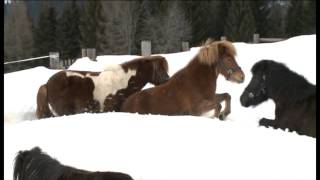 Tiere im Winter [upl. by Greabe]