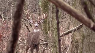 MONSTER BUCK nontypical 22 points [upl. by Leivad]