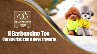 Il cane Barboncino Toy  Caratteristiche e dove trovarlo  Documentario di Allevamenti Razze [upl. by Jenny324]