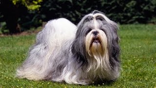 SHIH TZU BARKING  SHIH TZU HOWLING AND BARKING COMPILATION 2016 [upl. by Llenrac]