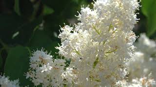 Ivory Silk Lilac Tree [upl. by Rengia965]