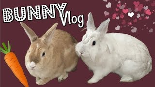 Wir ADOPTIEREN 2 Zwergkaninchen 🐰 Bunny VLOG  sandylight [upl. by Arotahs]