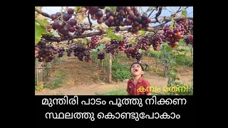 Grape Farm at Cumbam theniMSR Grapes farmKumily to CumbumWeekend Trip Part 2Road TripTamilnadu [upl. by Iht247]