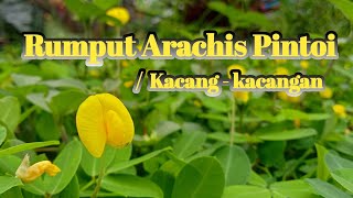 Arachis Pintoi  Rumput Kacang  kacangan [upl. by Nwahshar]