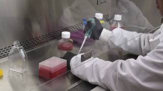 Tissue Culture and Preparation of Lysates [upl. by Asilegna]