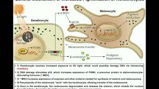 How do Melanocytes Make Melanin Melanogenesis Mechanism [upl. by Hareema]