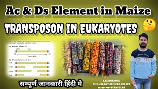 Ac and Ds Element in maize  PART6  transposon in eukaryotes  cut amp paste transposon [upl. by Flemming]