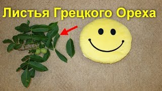 Листья грецкого ореха польза Отвар настойка чай при 33 недугах и болезнях для здоровья и лечения [upl. by Wesley]