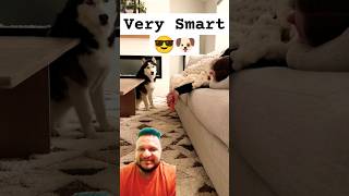 Dogs funny reaction to me falling asleep with a treat husky dog funnyhusky puppy shorts pets [upl. by Kinata511]