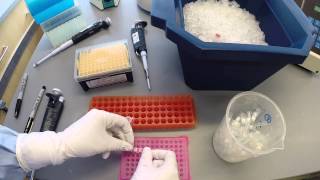 PCR Protocol  Part 2 [upl. by Sverre1]