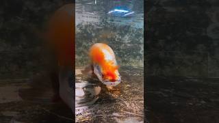 ⚠️පොඩි ලමයෙක්ව අහු උනොත් කොහොමද 💔 Monster Arapaima gigas feeding  Piraruku  Paiche attack [upl. by Abie]