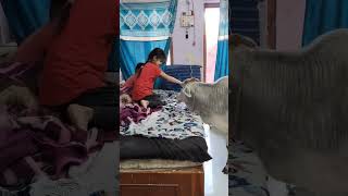 Sukaina and hussain cow ko roj ghar me aati fir unki khidmat krte heviralvideo [upl. by Hermina]