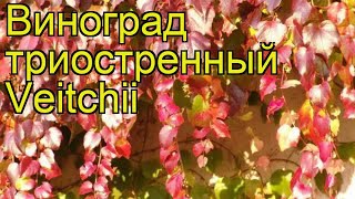 Виноград триостренный Вейтчи Краткий обзор описание parthenocissus tricuspidata Veitchii [upl. by Liris]