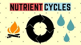 IGCSE BIOLOGY REVISION Syllabus 20  Nutrient Cycles [upl. by Burney635]