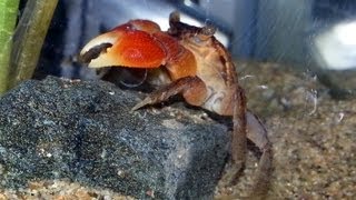 Red Claw Crab Climbing and Eating in my Aquarium [upl. by Tezile404]